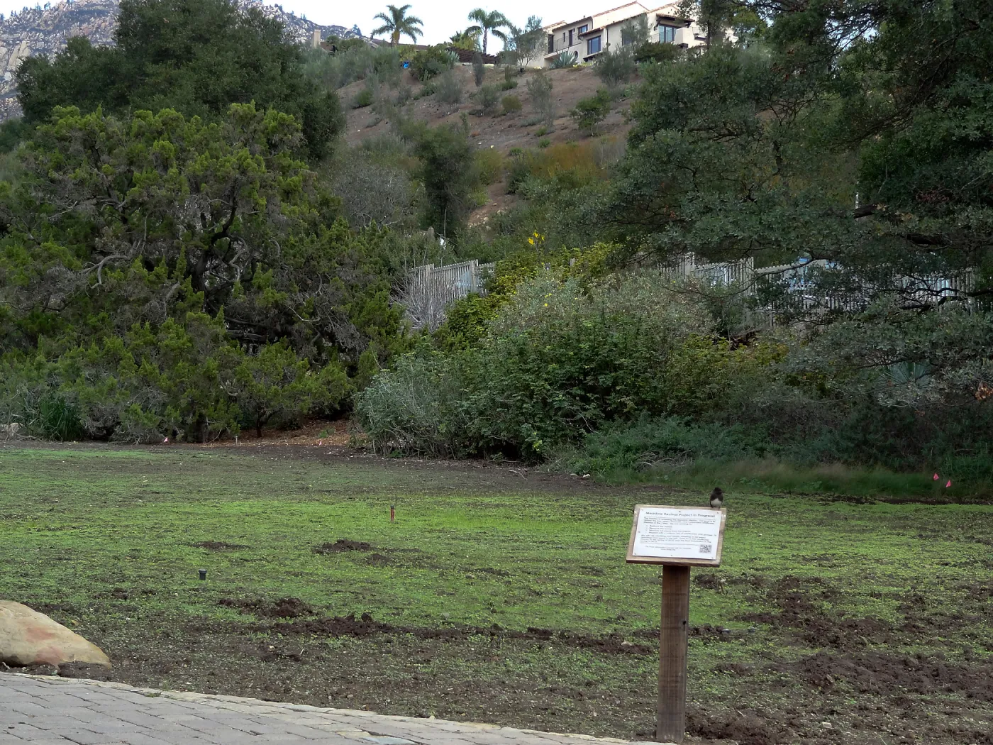 SBBG Meadow Revival, after grow-kill, November 2013