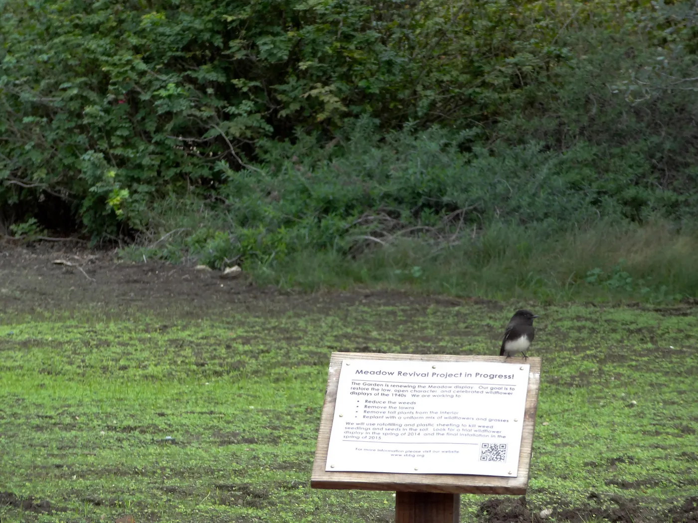 SBBG Meadow Revival, after grow-kill, November 2013
