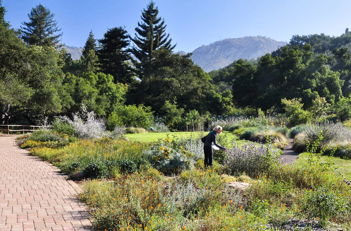 woman walking in the Meadow, wildflowers, SBBG