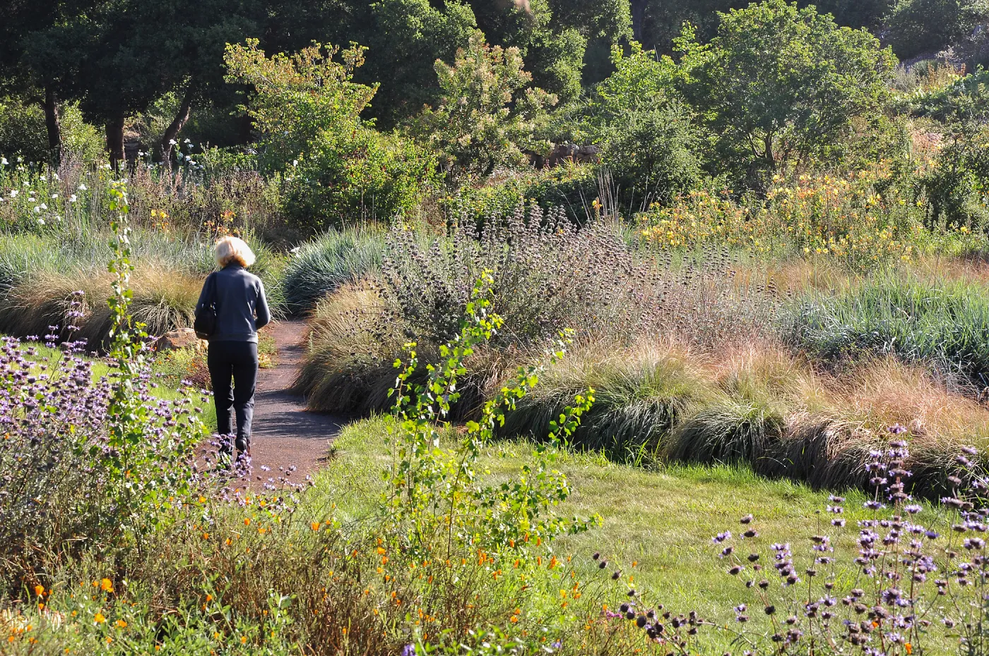 woman walking in the Meadow, wildflowers, SBBG
