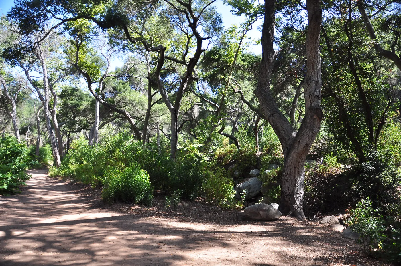 Canyon Trail path, riparian woodland, SBBG, Mission Canyon