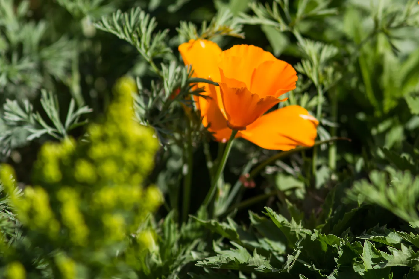 California poppy flower, SBBG