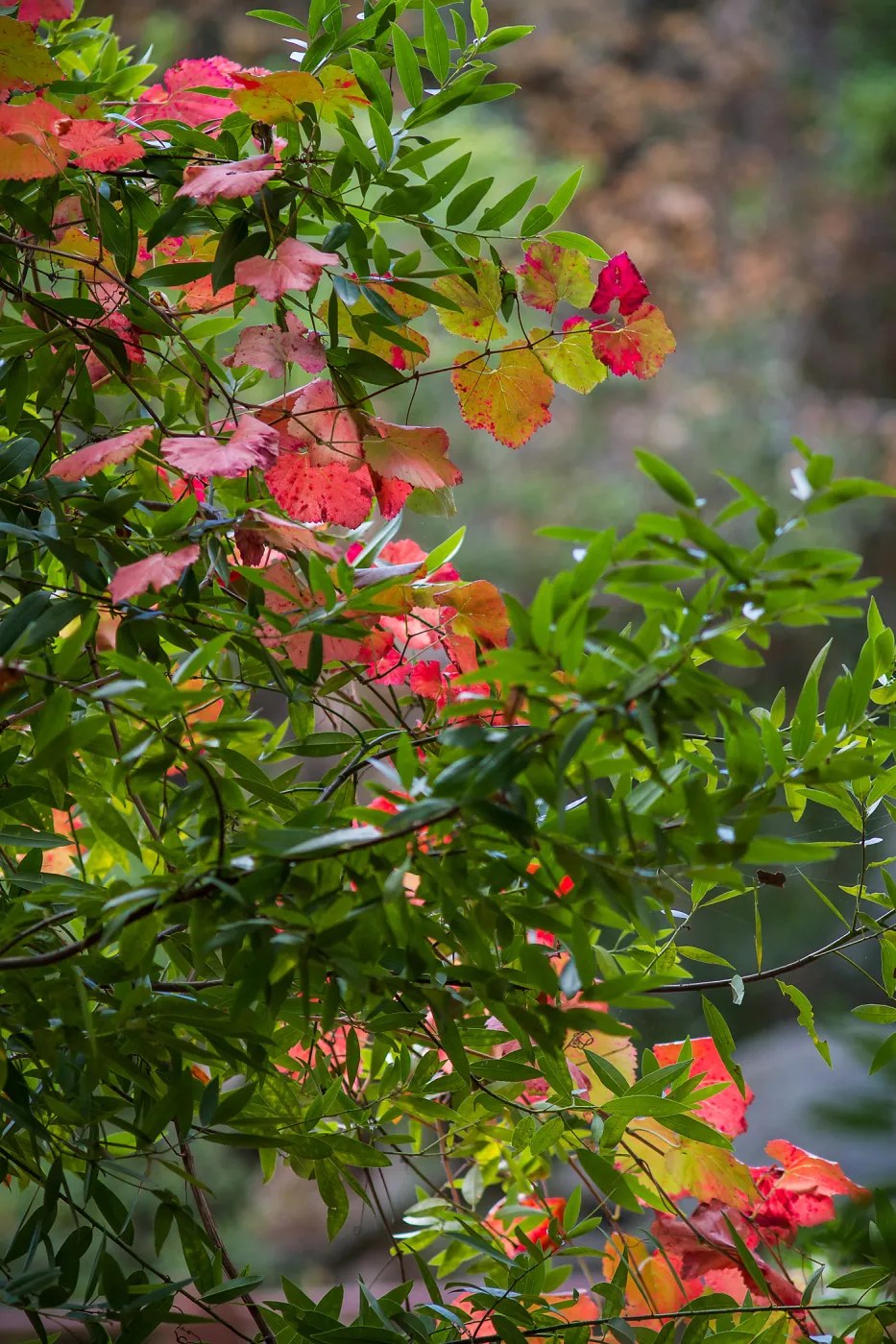 Redwood Section, SBBG