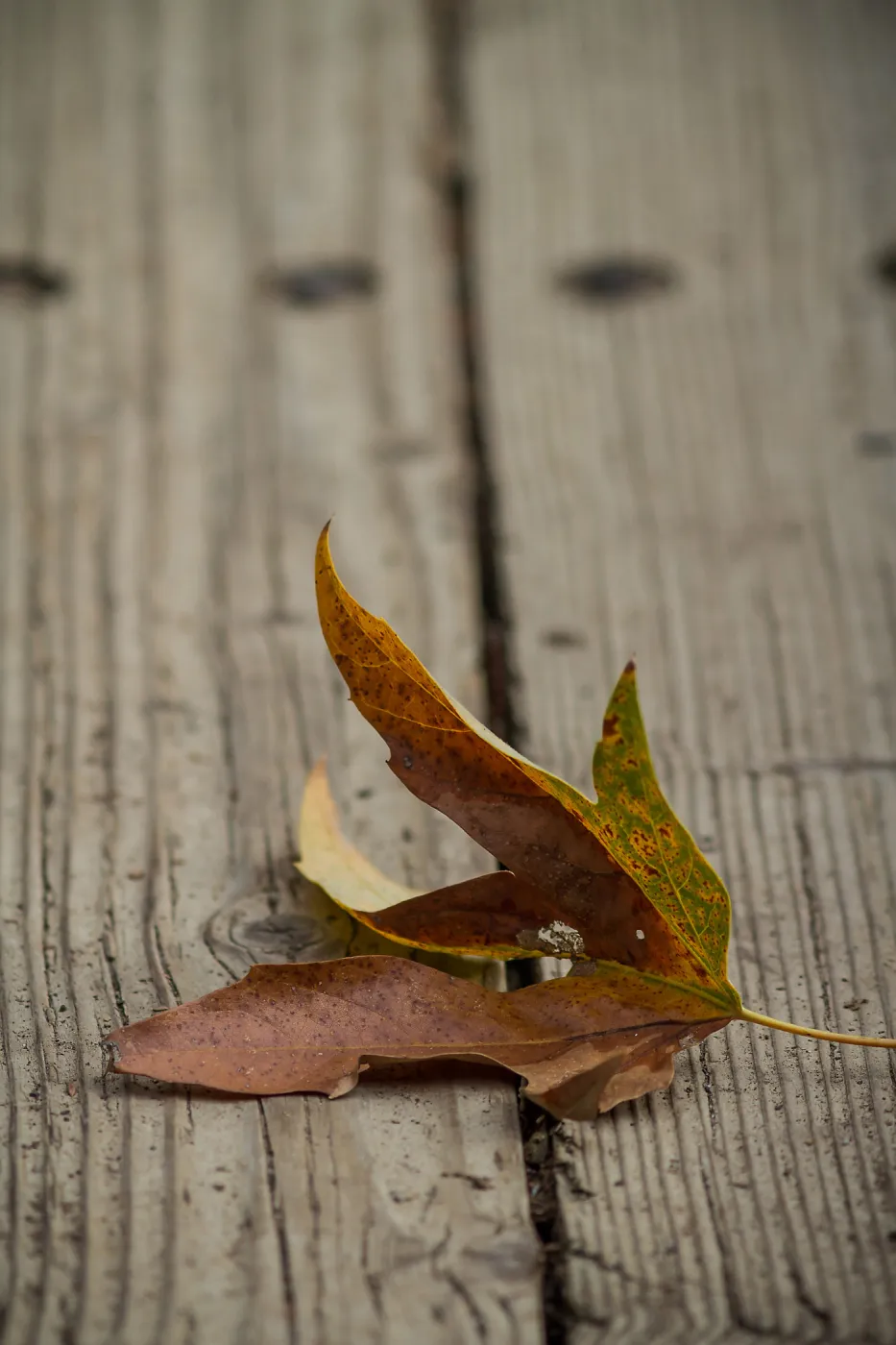 Sycamore leaves, fall color, SBBG