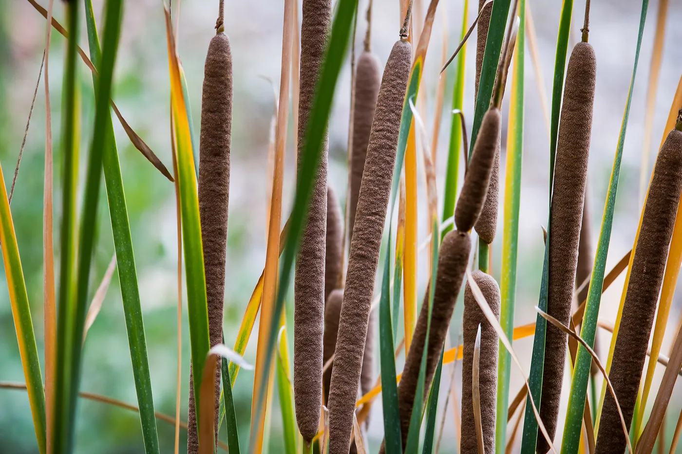cat tails, Typha, SBBG