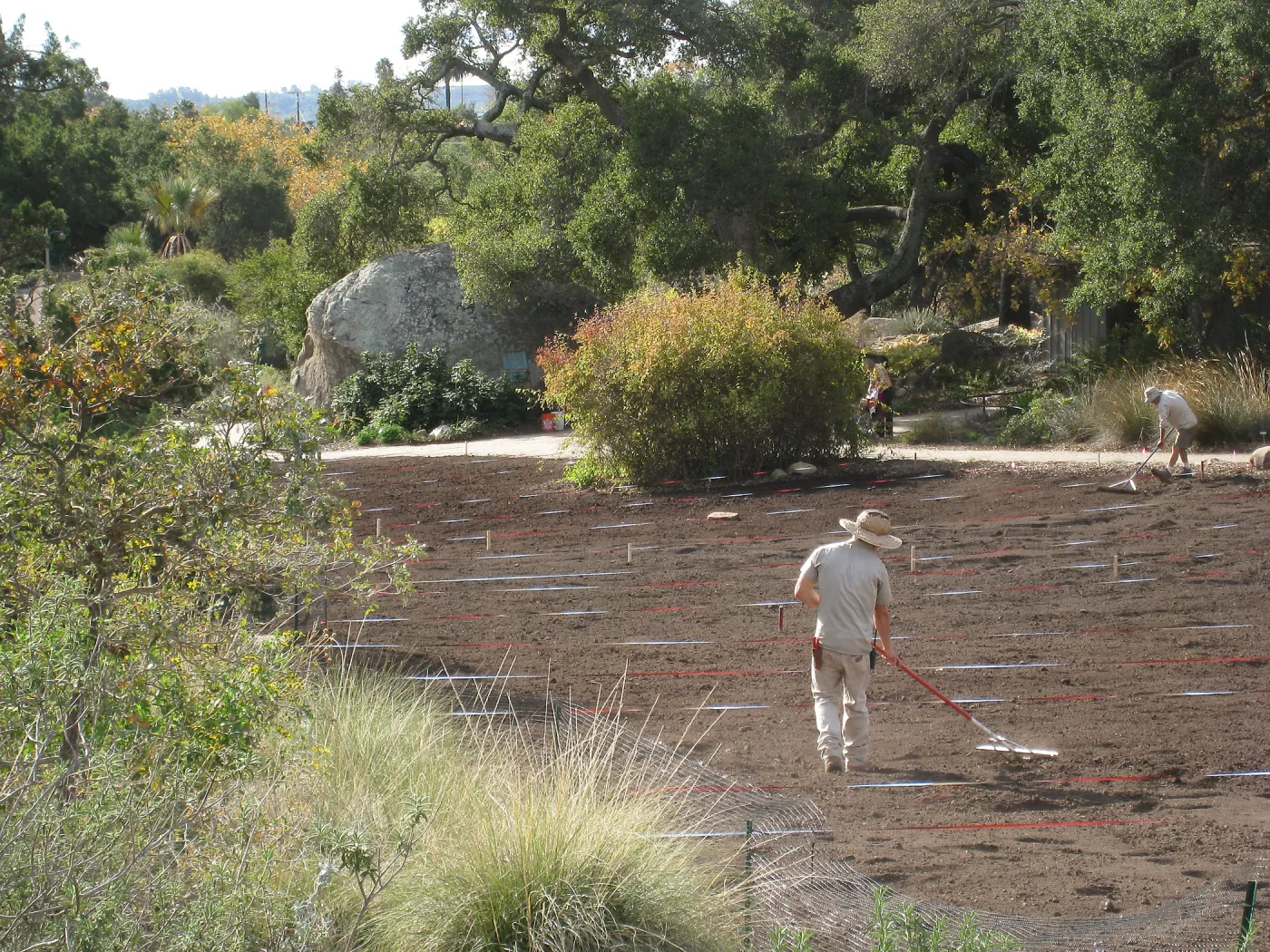 Raking Lupine Seeds into Soil, Meadow Restroration Project