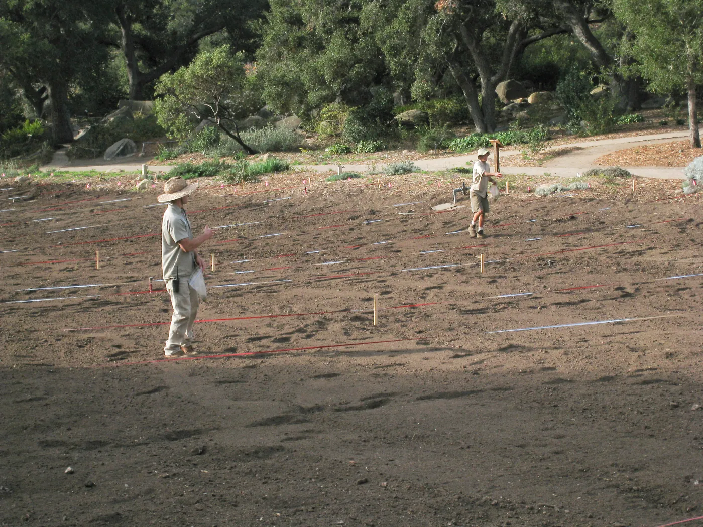 Sowing Lupine, Meadow Revival Project