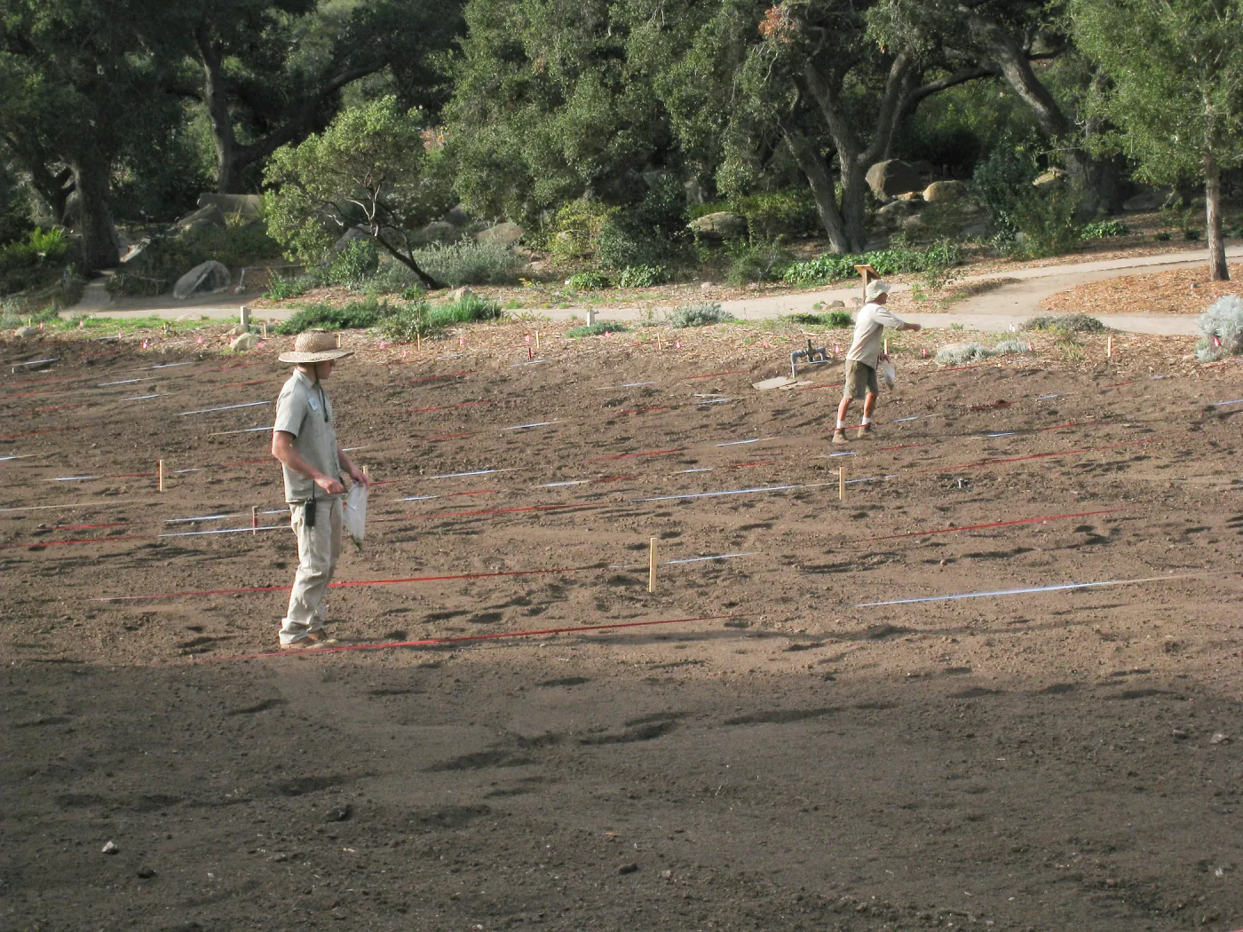 Sowing Lupine, Meadow Revival Project