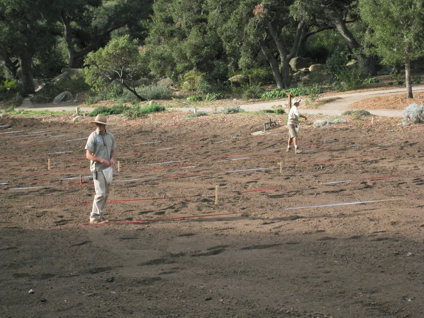 Sowing Lupine, Meadow Revival Project