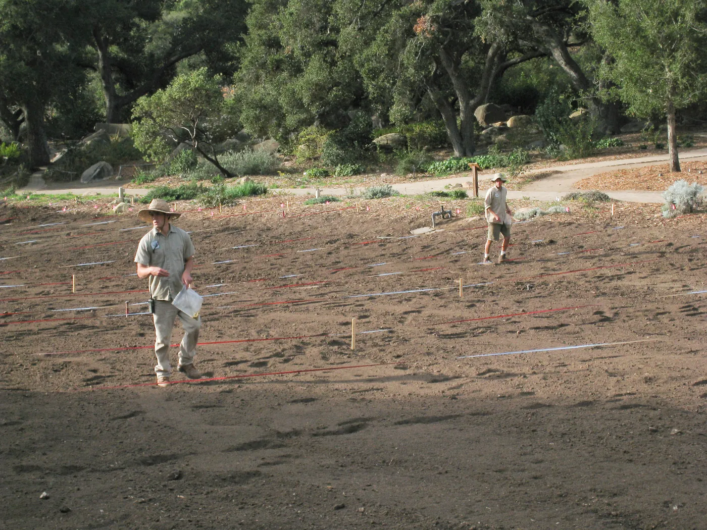Sowing Lupine, Meadow Revival Project