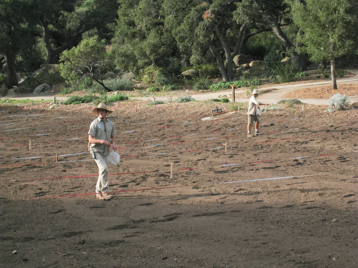 Sowing Lupine, Meadow Revival Project