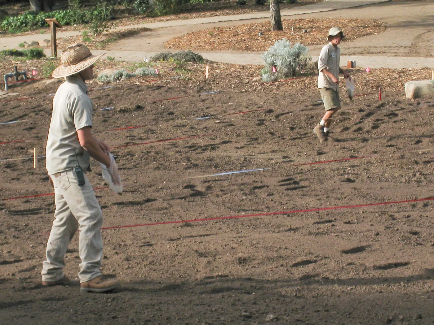 Sowing Lupine, Meadow Revival Project