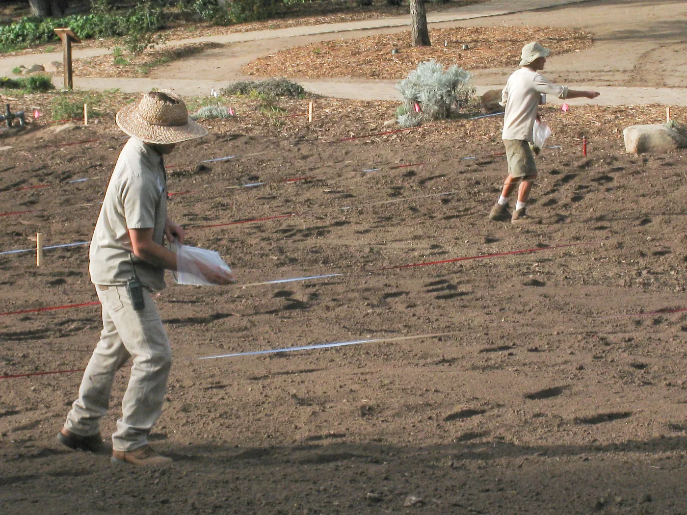 Sowing Lupine, Meadow Revival Project