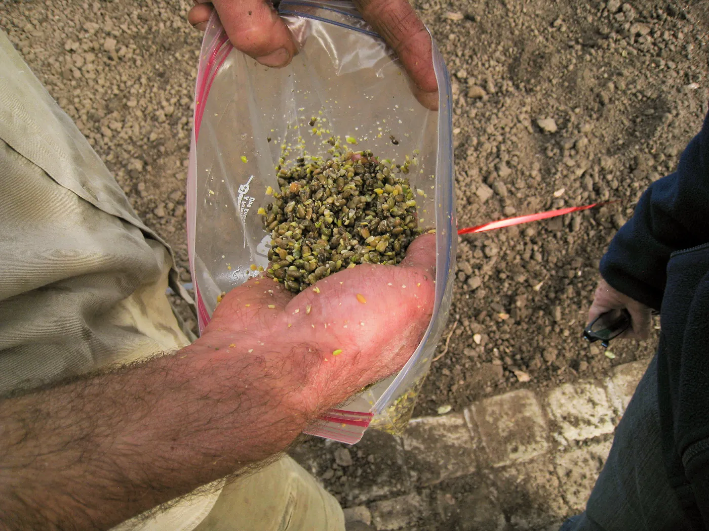 Scarified Lupine Seed, Meadow Revival Project