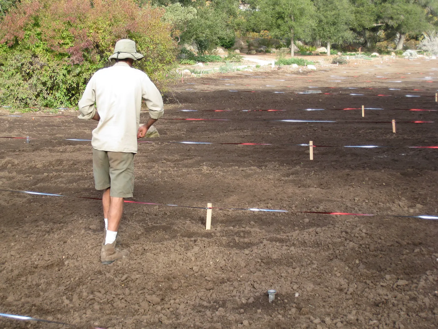 Sowing Small Wildflower Seeds, Meadow Revival Project