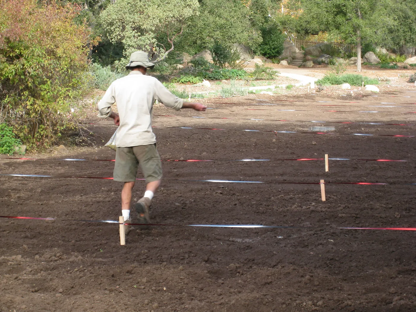 Sowing Small Wildflower Seeds, Meadow Revival Project