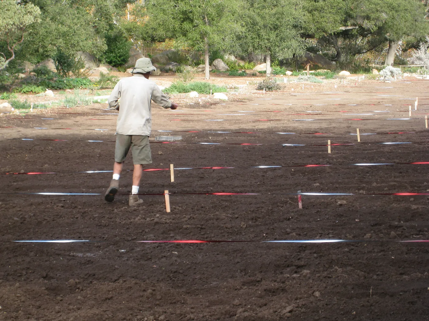 Sowing Small Wildflower Seeds, Meadow Revival Project