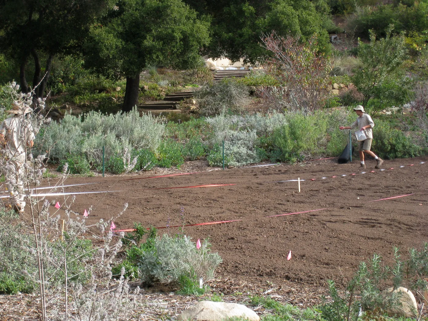 Sowing Lupine, Meadow Revival Project