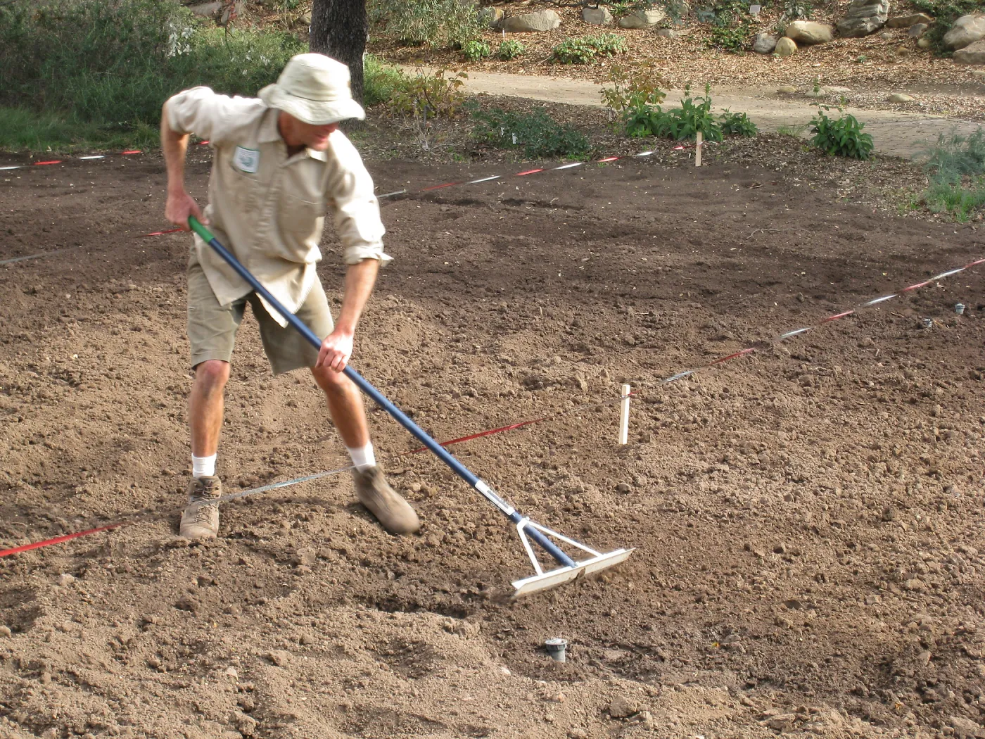 Raking Lupine Seeds into Soil, Meadow Revival Project