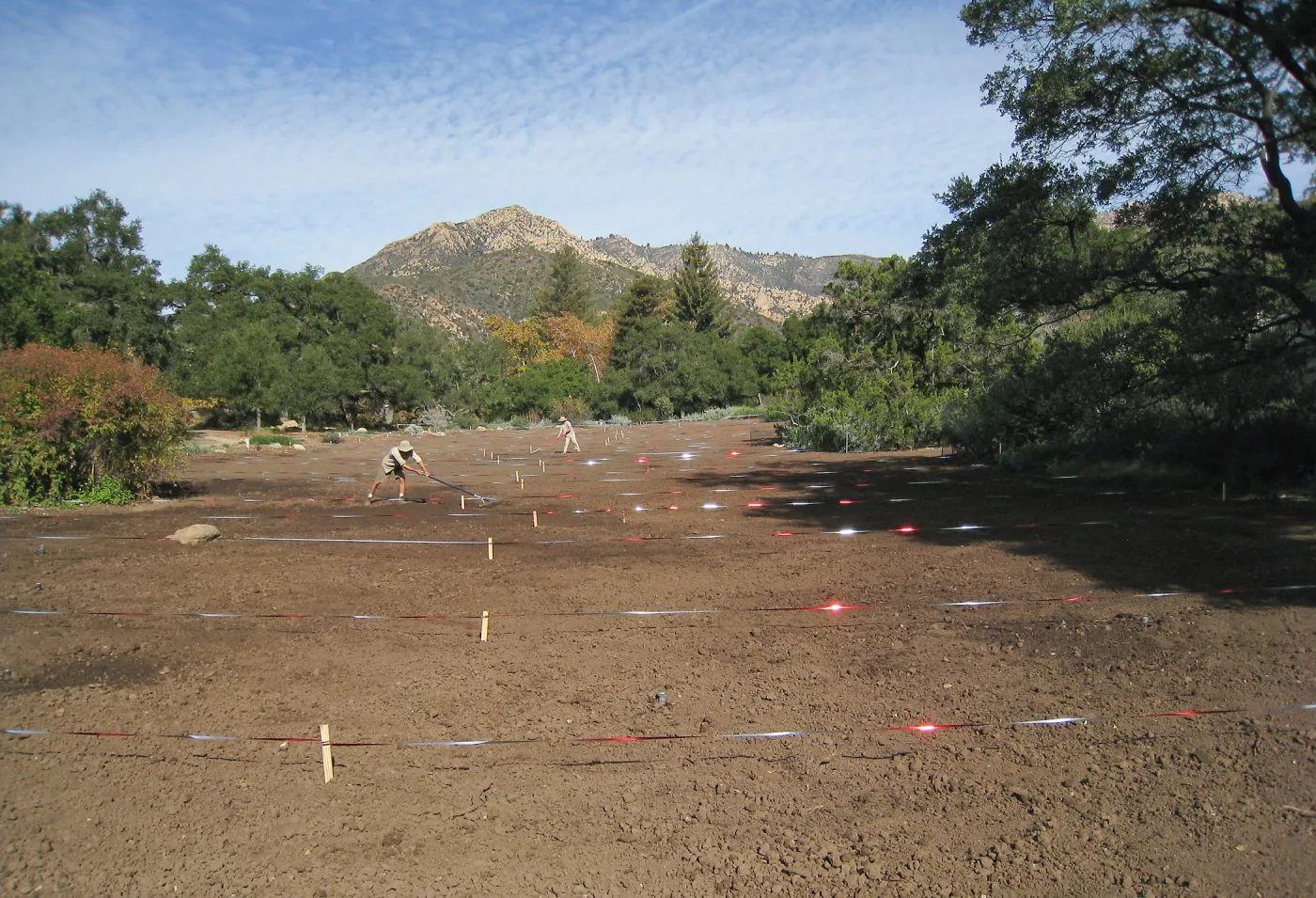 Raking Lupine Seeds into Soil, Meadow Restroration Project
