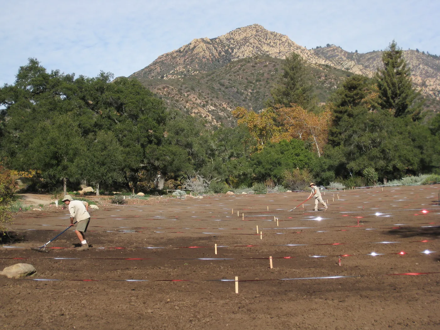 Raking Lupine Seeds into Soil, Meadow Restroration Project