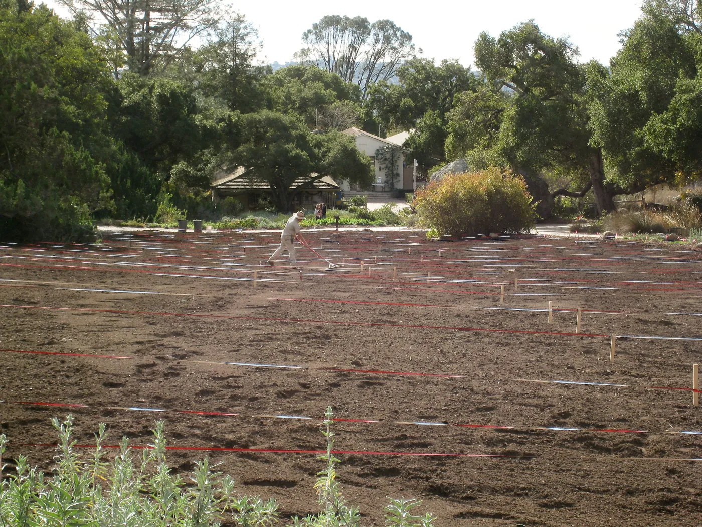 Raking Lupine Seeds into Soil, Meadow Restroration Project