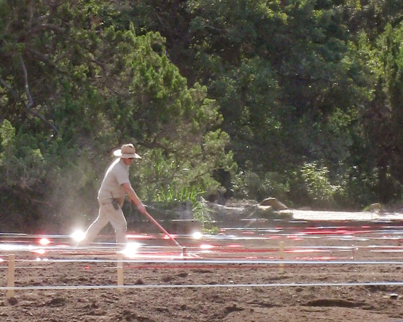 Raking Lupine Seeds into Soil, Meadow Restroration Project