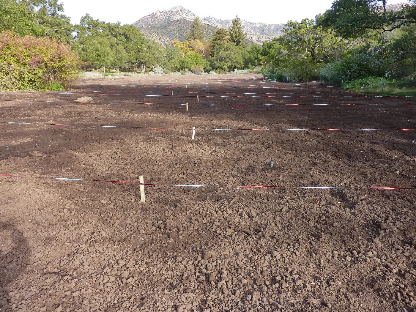 Meadow during lupine sowing, Meadow Revival Project