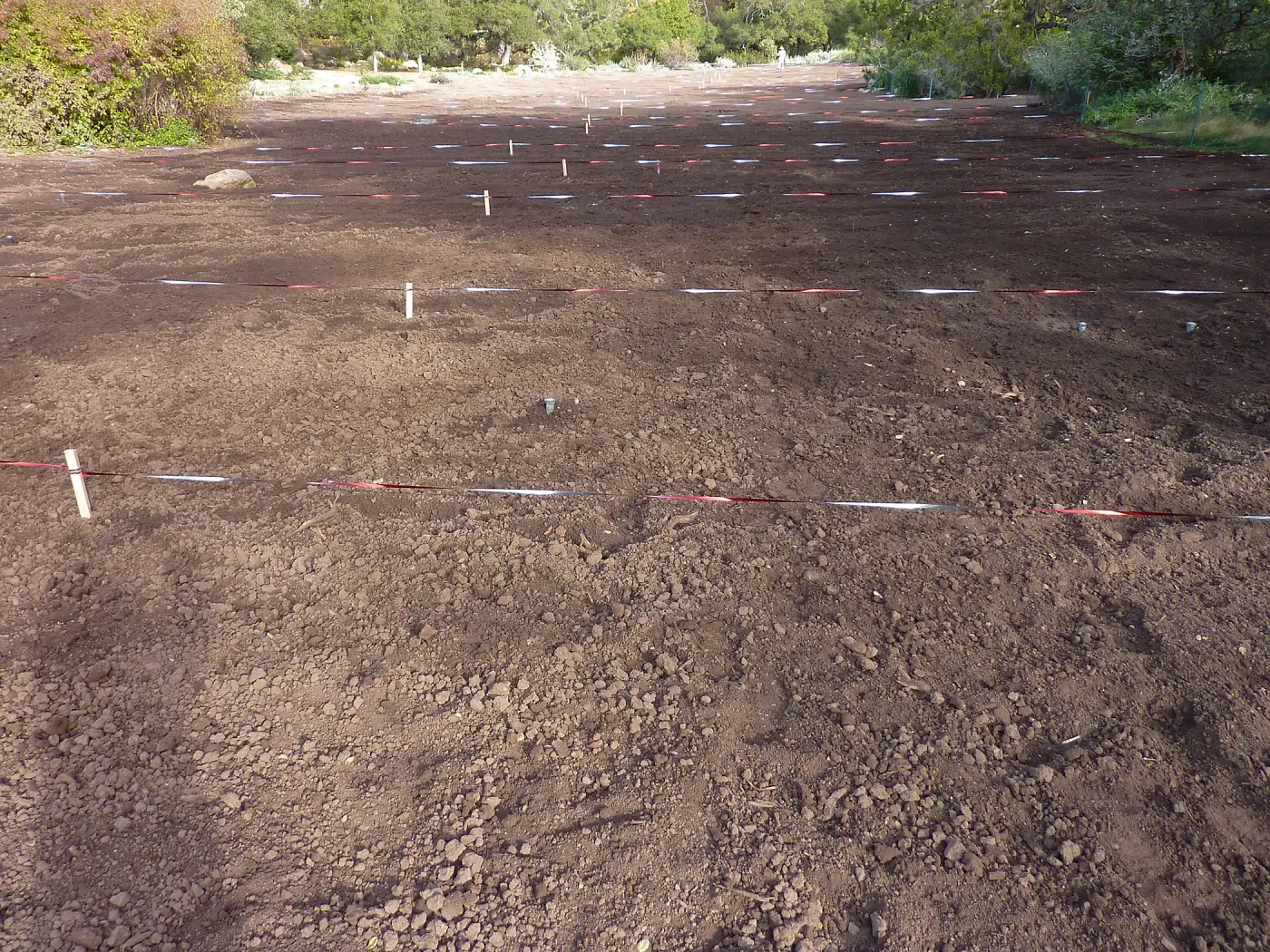 Meadow during lupine sowing, Meadow Revival Project