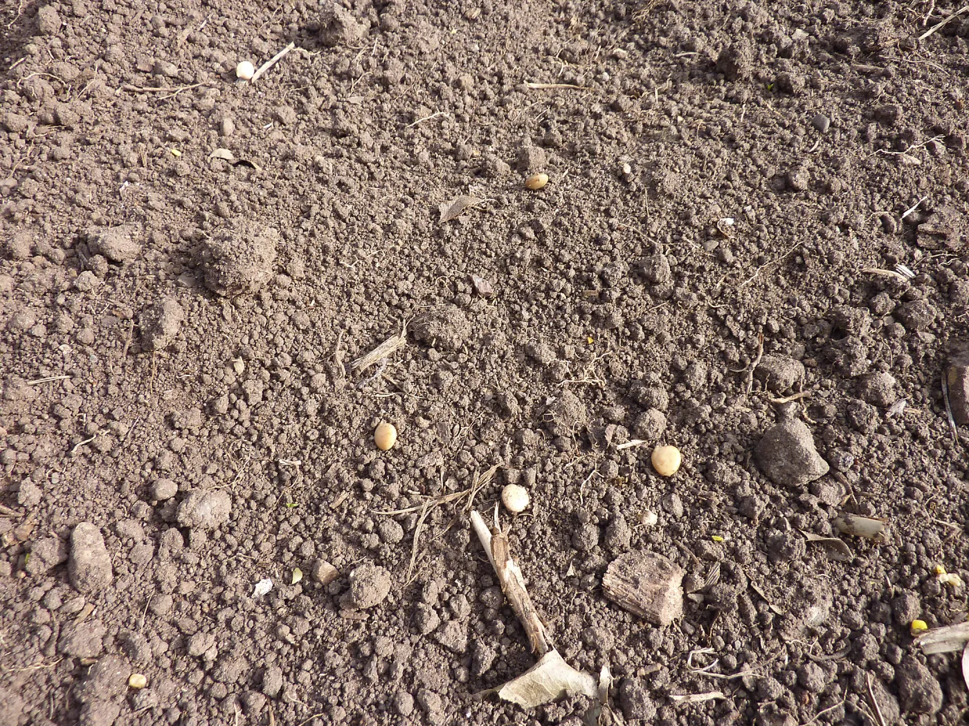 Lupine seeds on soil surface, Meadow Revival Project