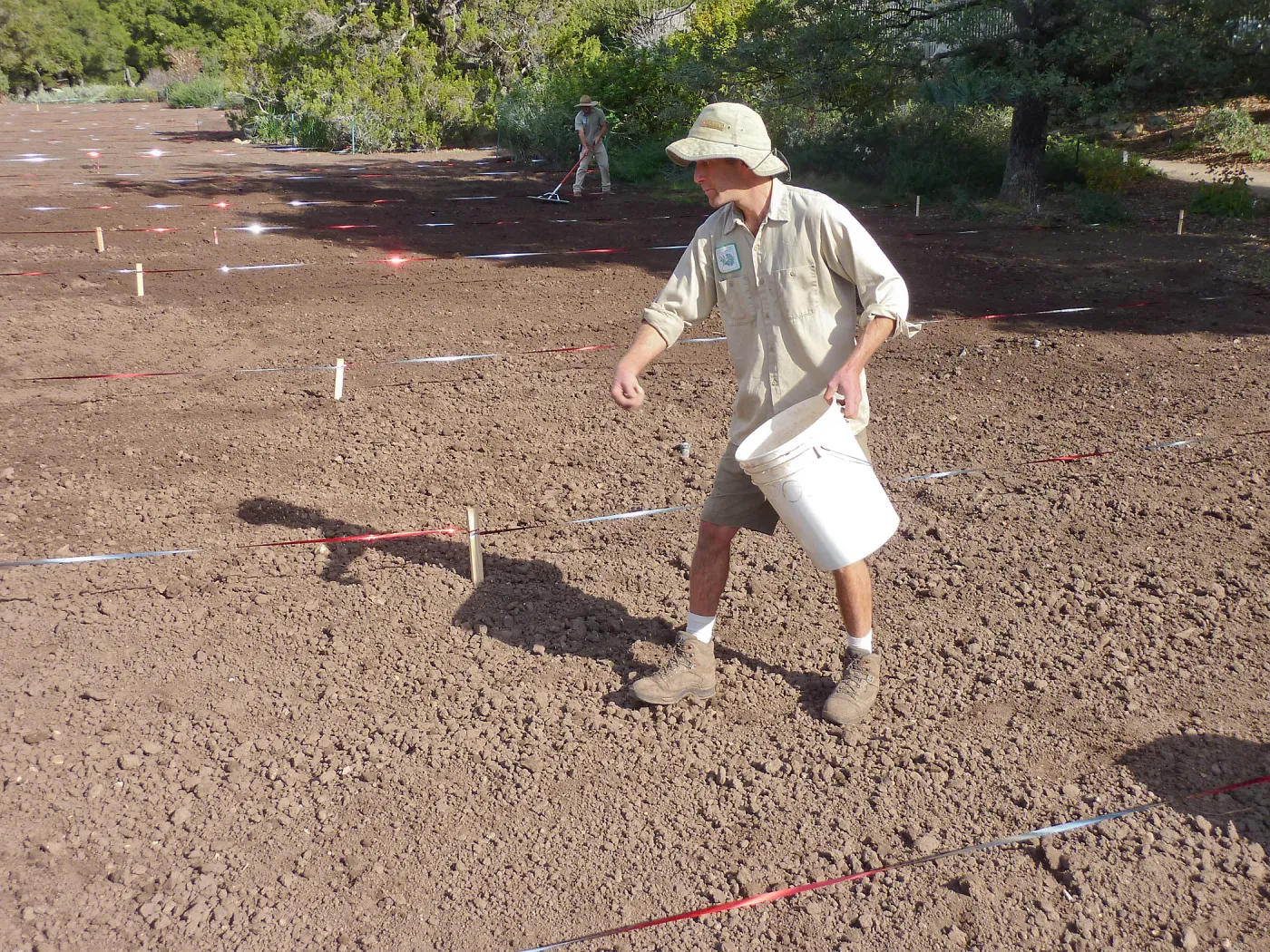 Sowing wildflower seed mixed with sand, Meadow Revival Project