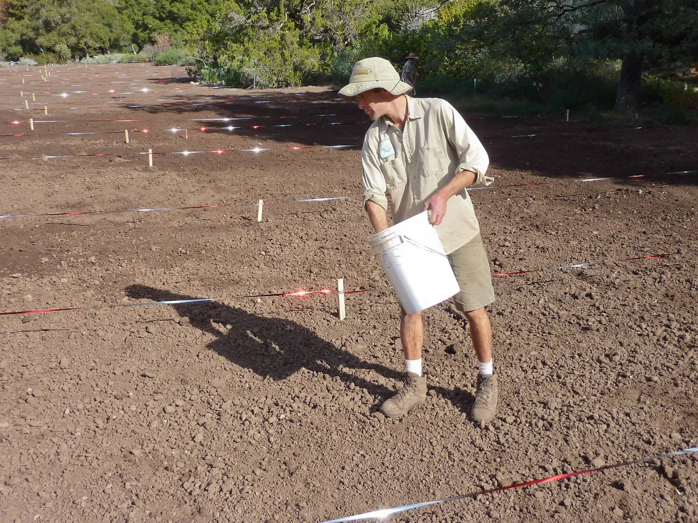 Sowing wildflower seed mixed with sand, Meadow Revival Project