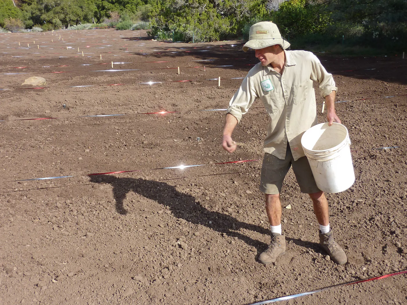 Sowing wildflower seed mixed with sand, Meadow Revival Project