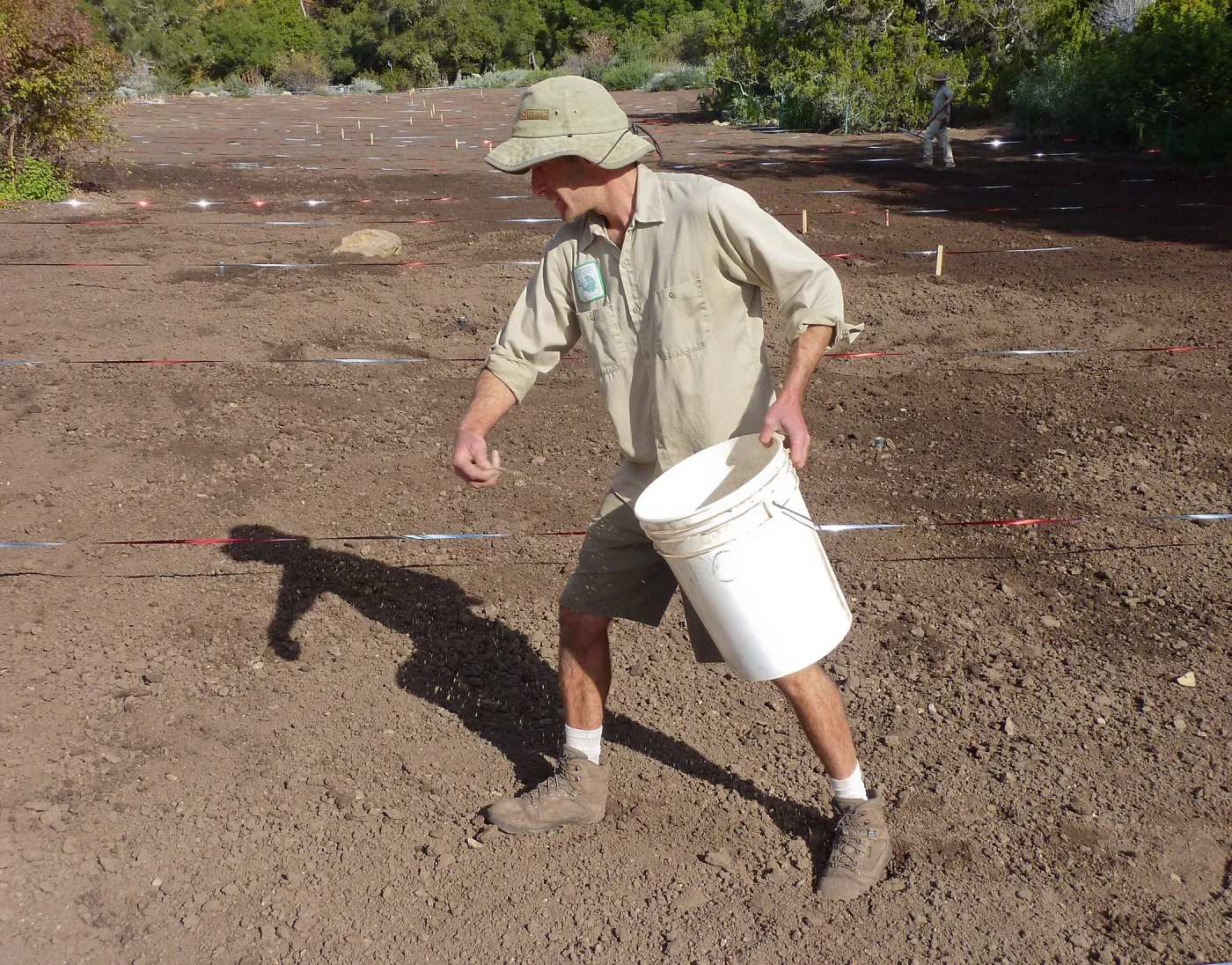 Sowing wildflower seed mixed with sand, Meadow Revival Project