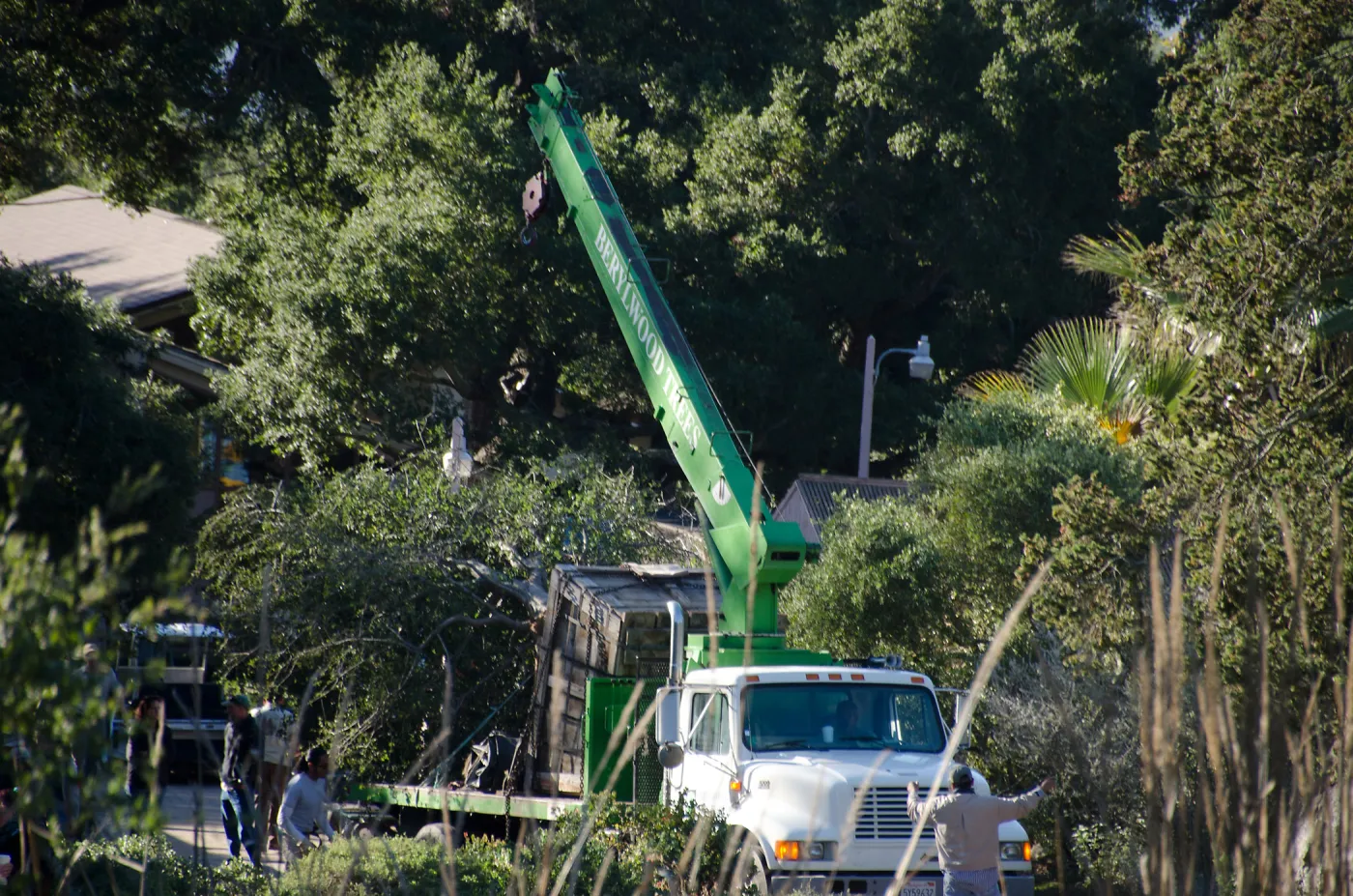 New oaks (Coastal Live Oak) arrive at SBBG, Meadow Oaks 