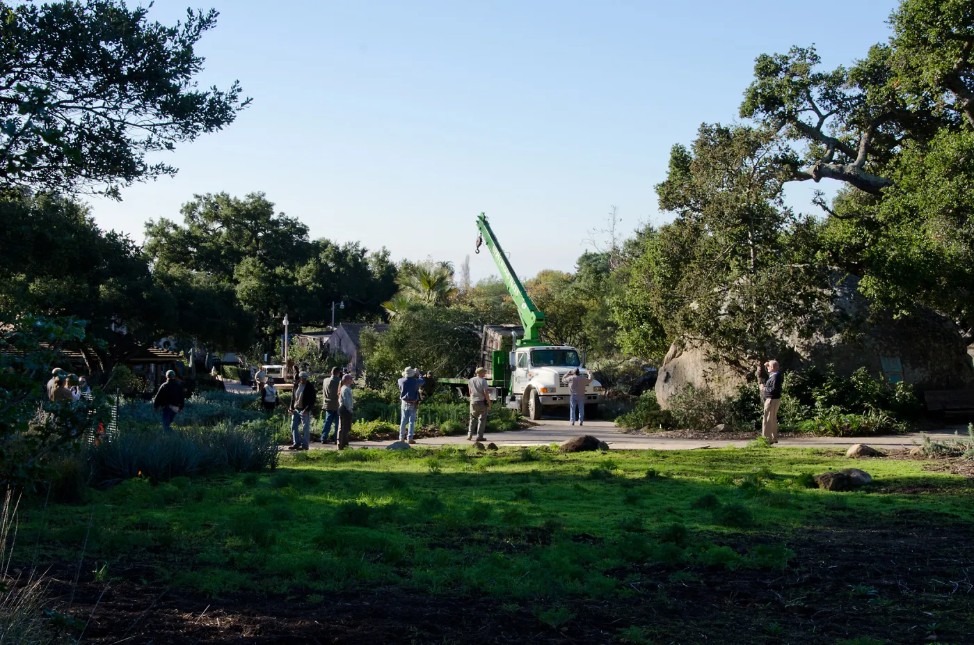 New oaks (Coastal Live Oak) arrive at SBBG, Meadow Oaks 