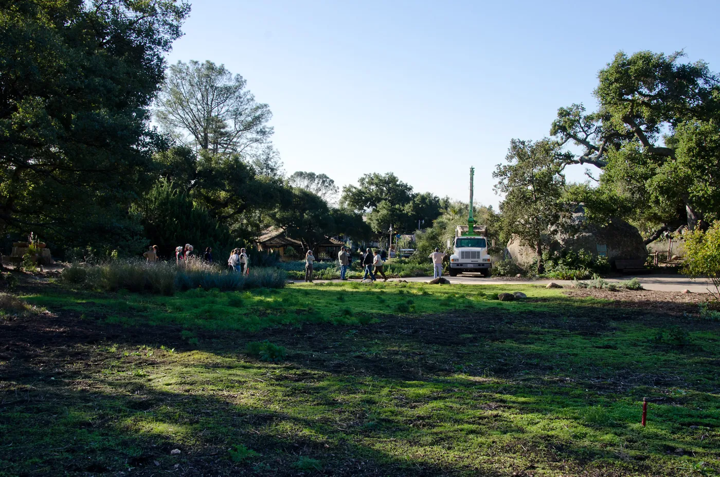 New oaks (Coastal Live Oak) arrive at SBBG, Meadow Oaks 