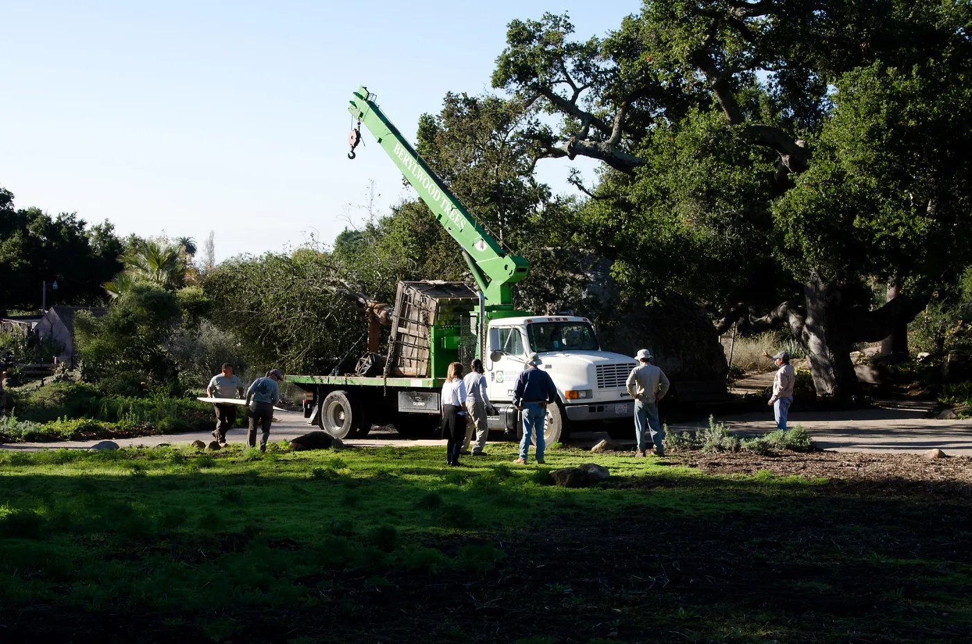 New oaks (Coastal Live Oak) arrive at SBBG, Meadow Oaks 