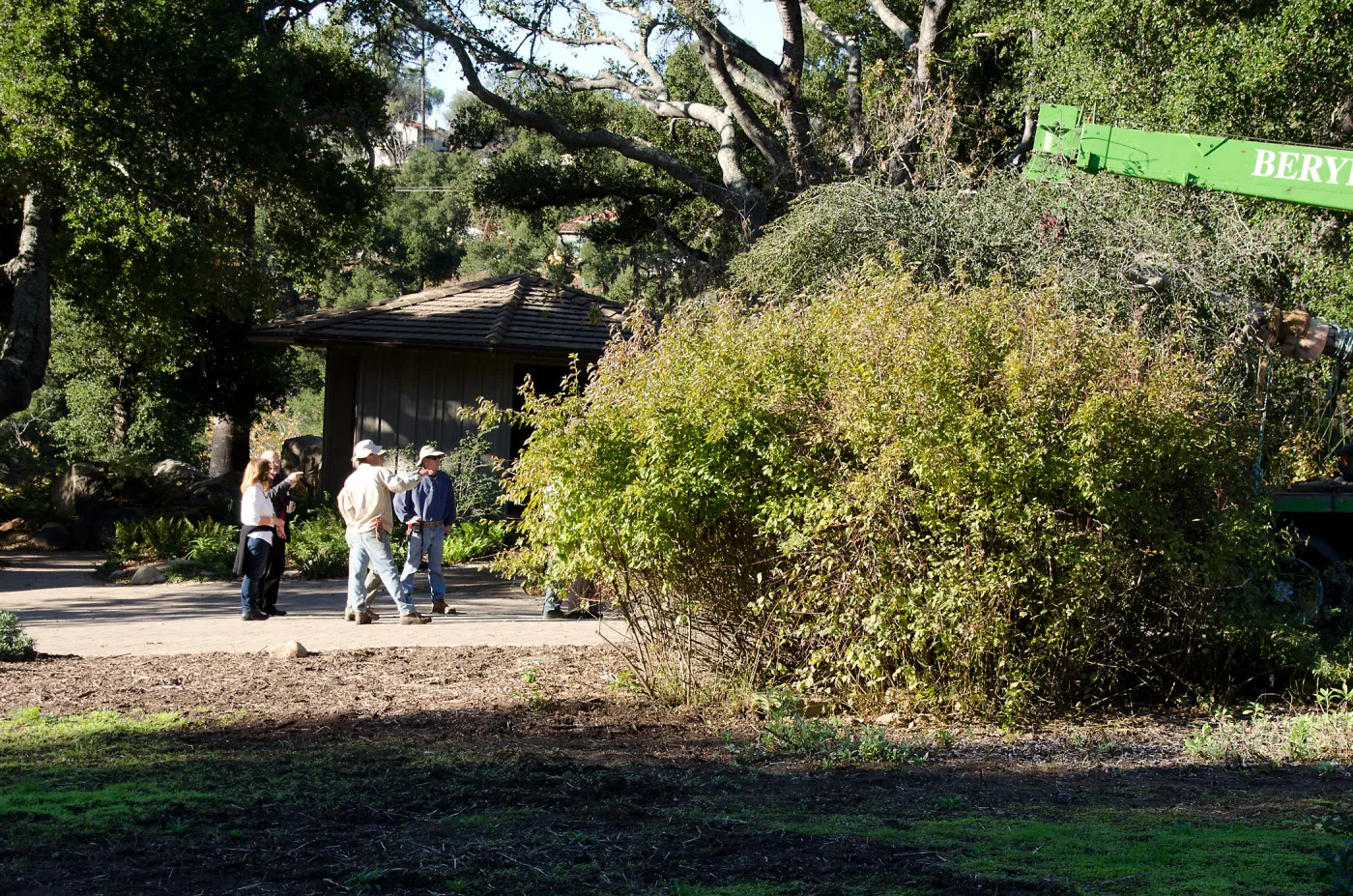 New oaks arrive at SBBG, Meadow Oaks 