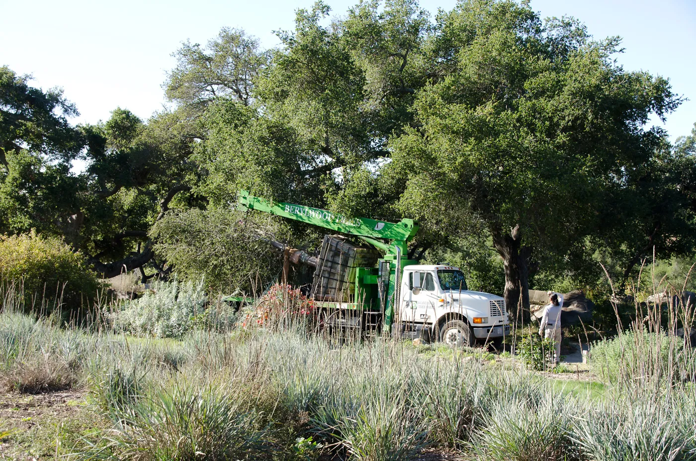 New oaks (Coastal Live Oak) arrive at SBBG, Meadow Oaks 
