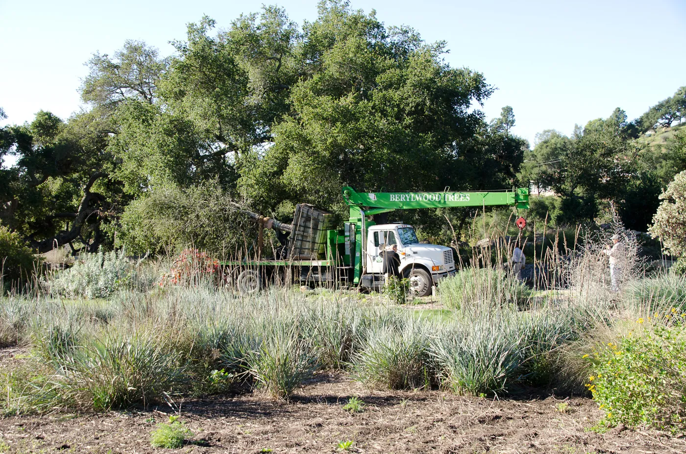 New oaks (Coastal Live Oak) arrive at SBBG, Meadow Oaks 