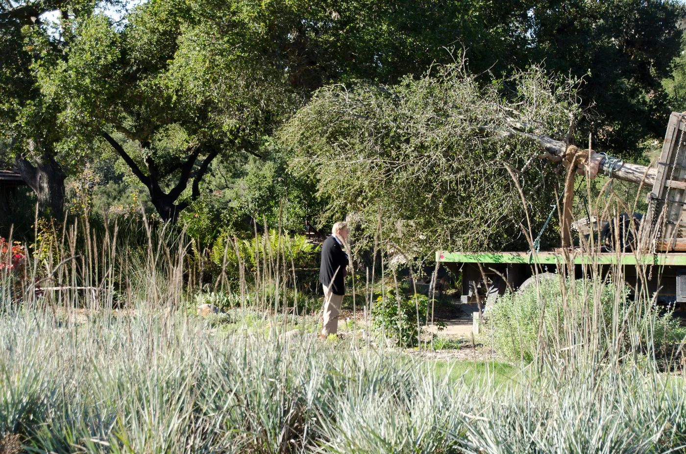New oaks (Coastal Live Oak) arrive at SBBG, Meadow Oaks 