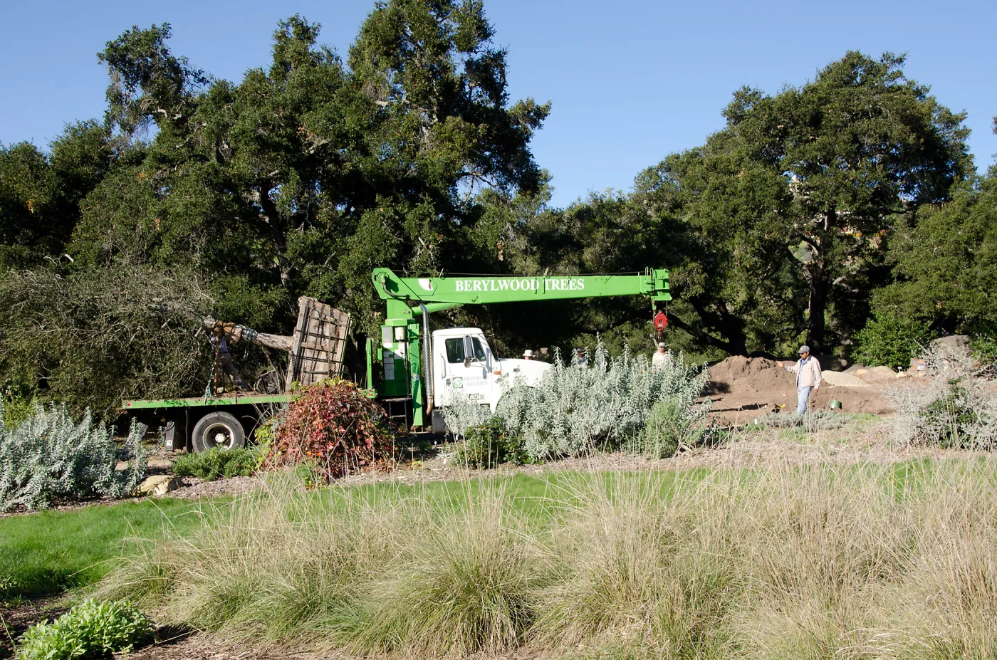 New oaks (Coastal Live Oak) arrive at SBBG, Meadow Oaks 
