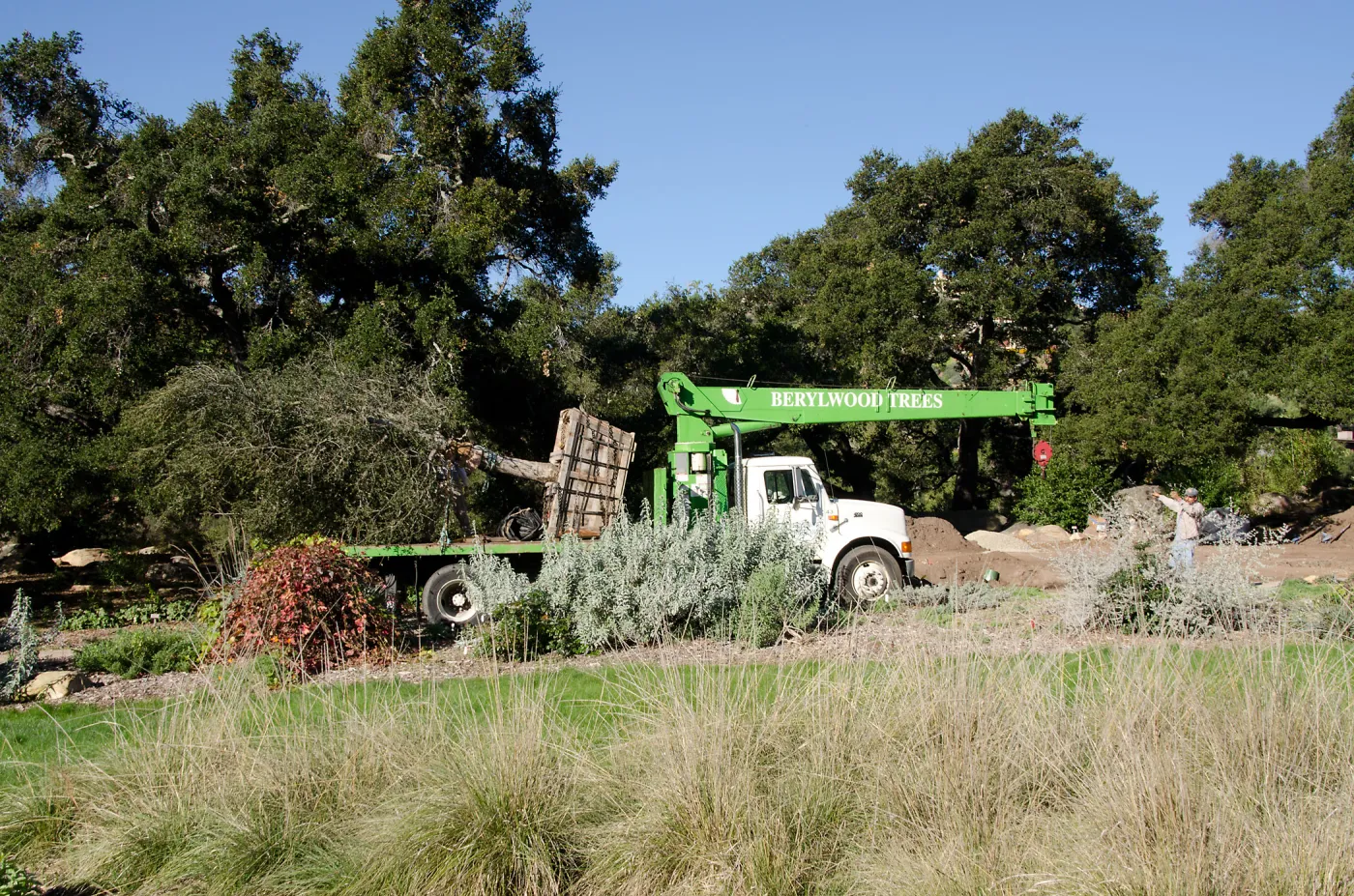 New oaks (Coastal Live Oak) arrive at SBBG, Meadow Oaks 