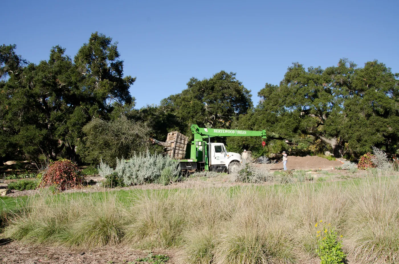New oaks (Coastal Live Oak) arrive at SBBG, Meadow Oaks 