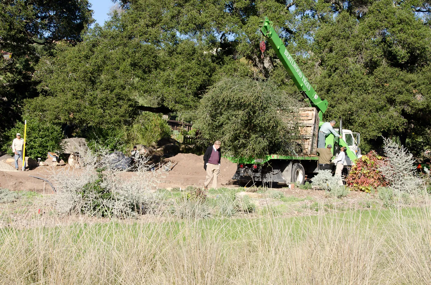 New oaks (Coastal Live Oak) arrive at SBBG, Meadow Oaks 