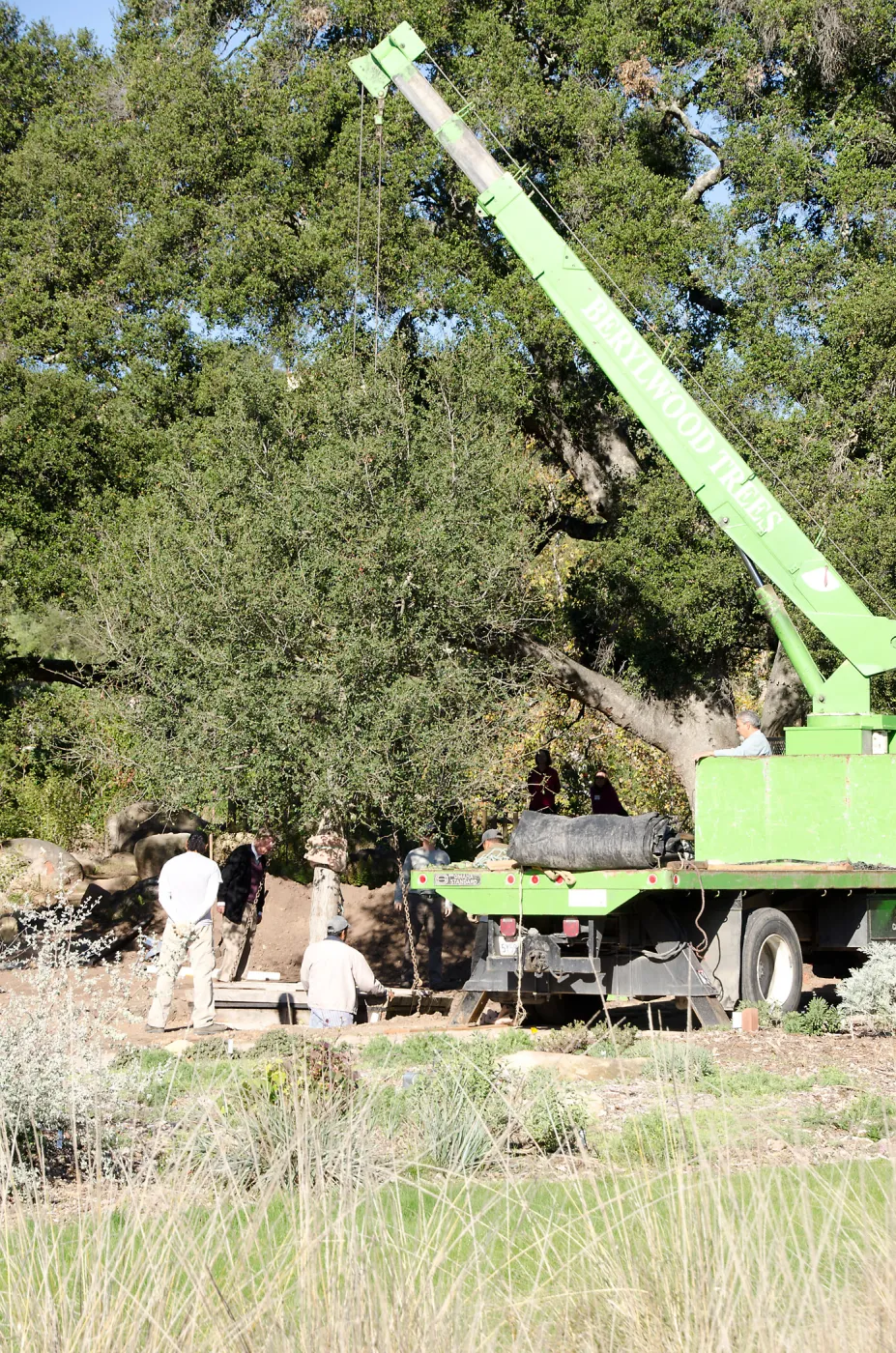 New oaks (Coastal Live Oak) arrive at SBBG, Meadow Oaks 