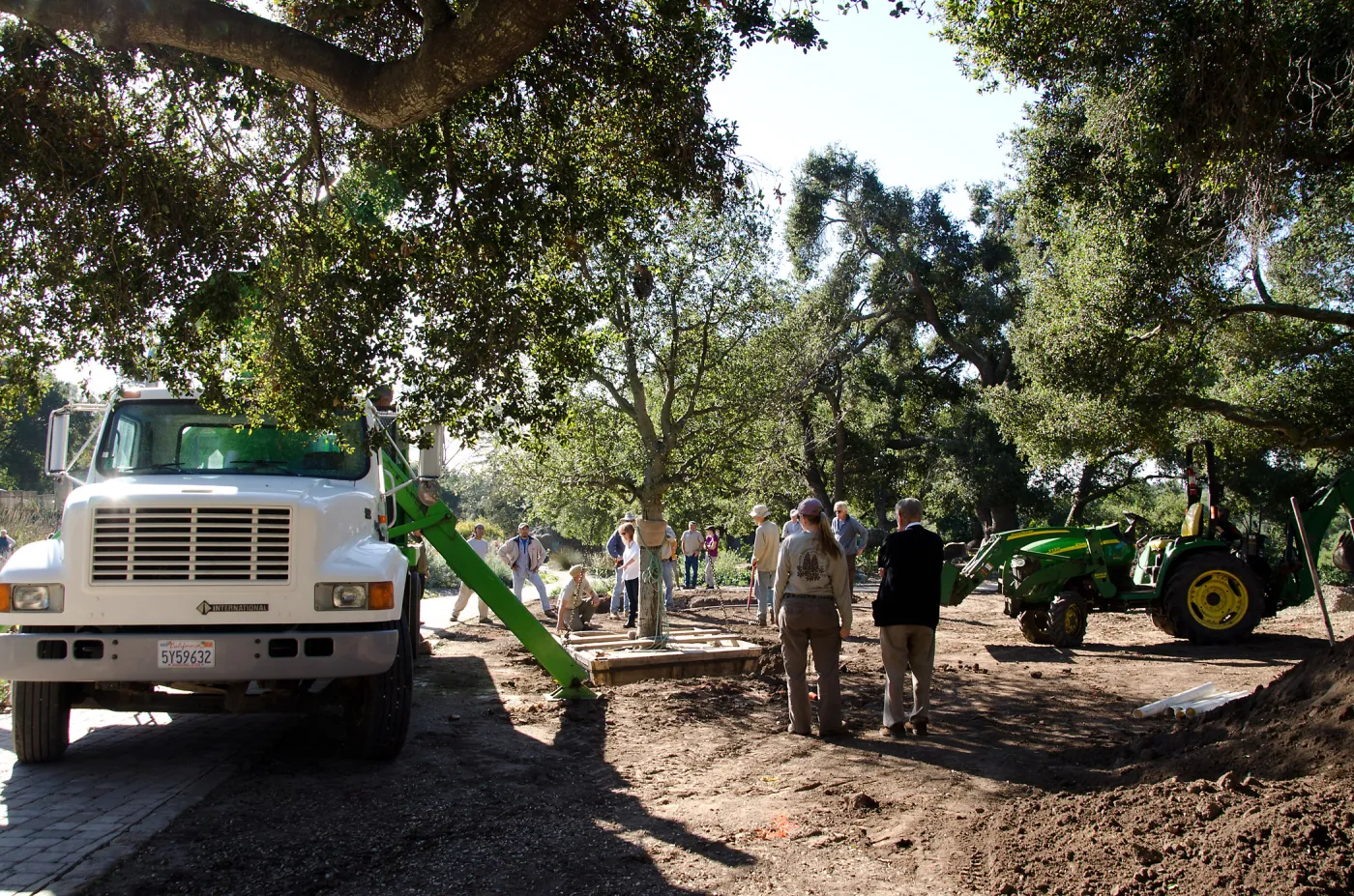New oaks (Coastal Live Oak) arrive at SBBG, Meadow Oaks 