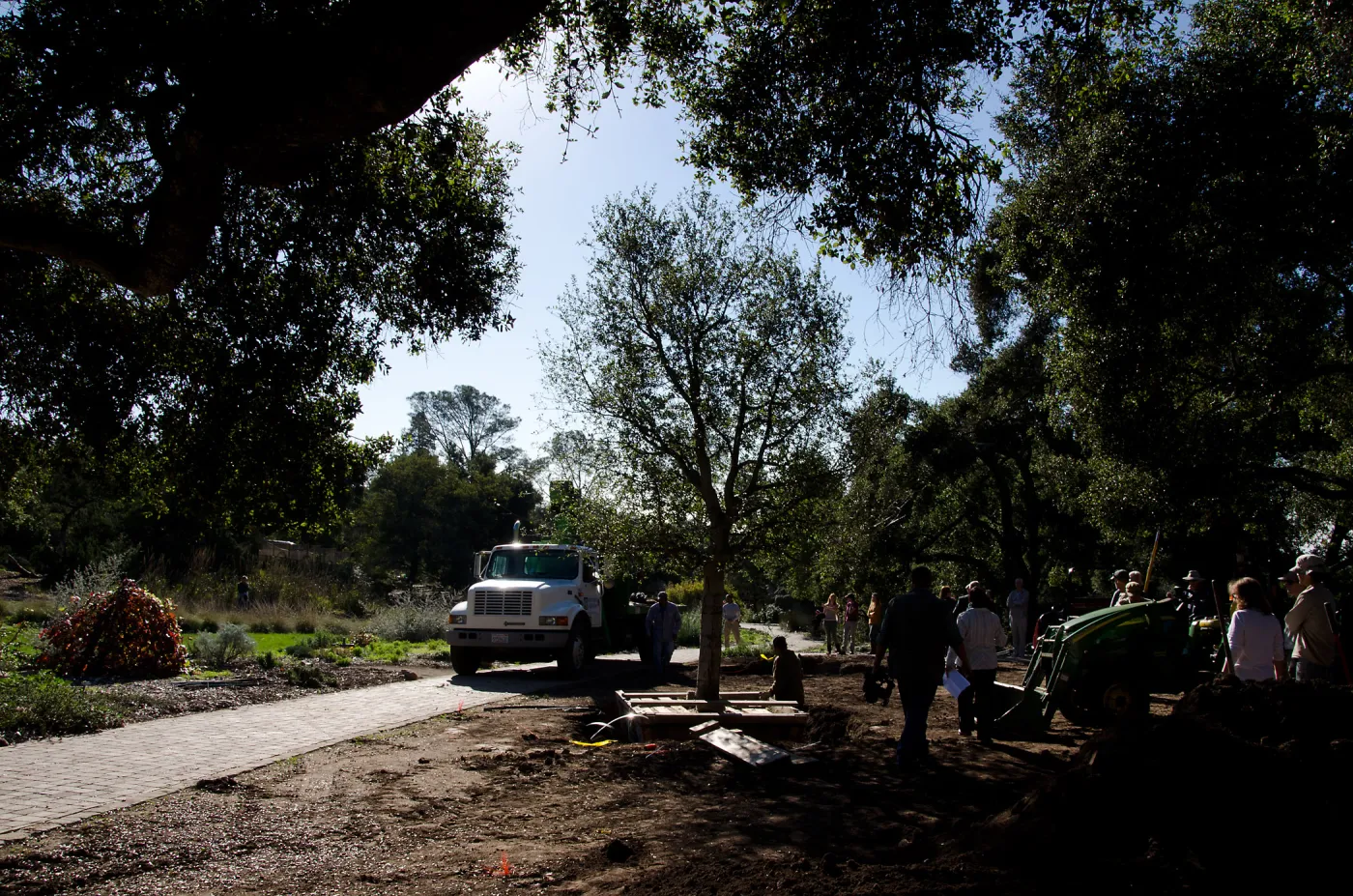 New oaks arrive at SBBG, Meadow Oaks 