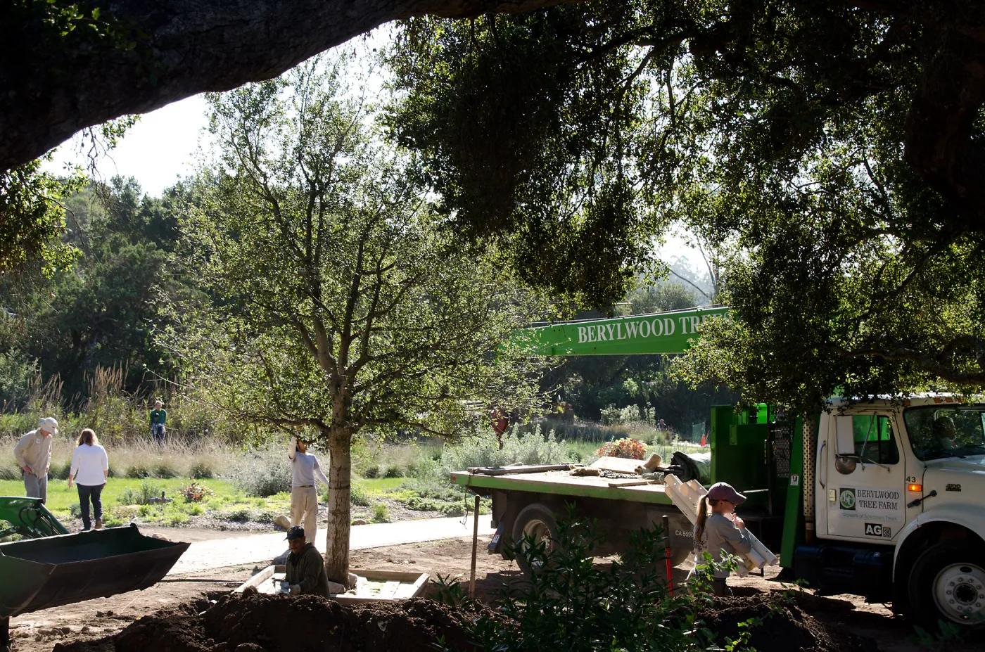 New oaks arrive at SBBG, Meadow Oaks 